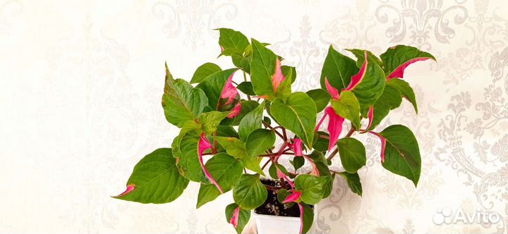 Альтернантера 