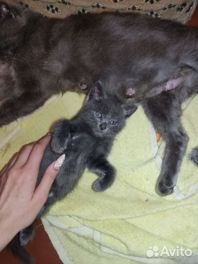 Котята в добрые руки