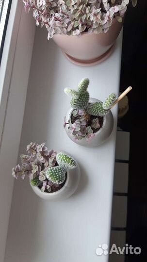 Кактусы и суккуленты