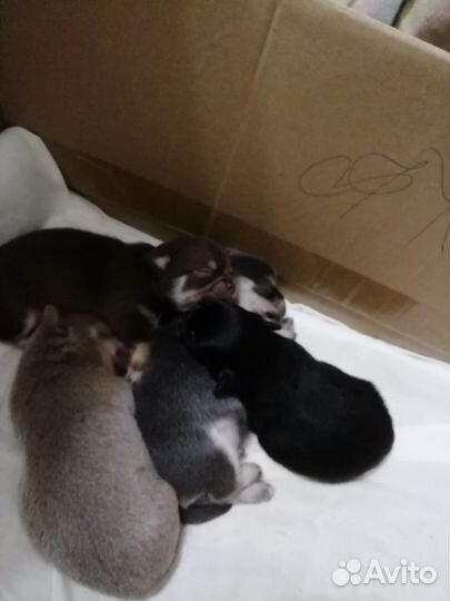 Вязка кобель чихуахуа