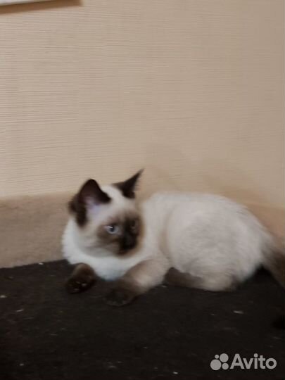 Вязка тайского кота