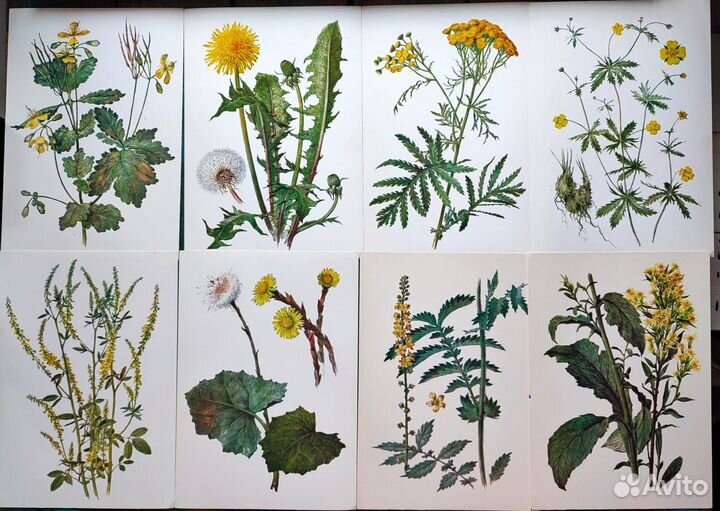 Винтажные ботанические открытки цветы, растения