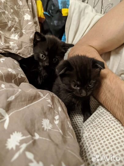 Котята в дар бесплатно