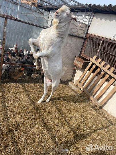 Козёл