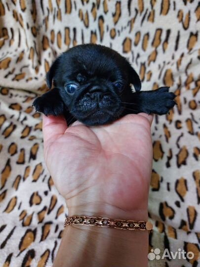 Щенки мопса