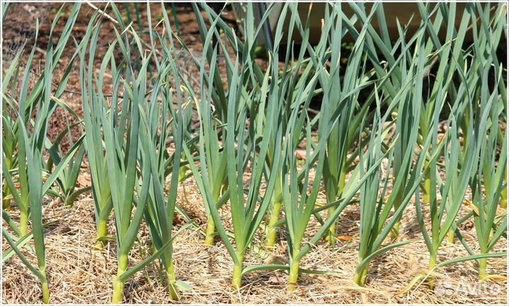 Инвестиции с высоким доходом