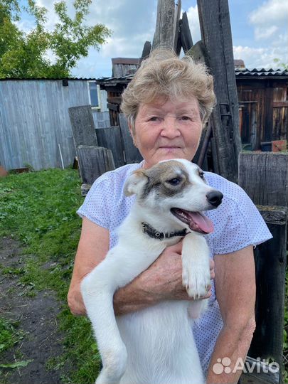 Щенок по кличке Удача в добрые руки