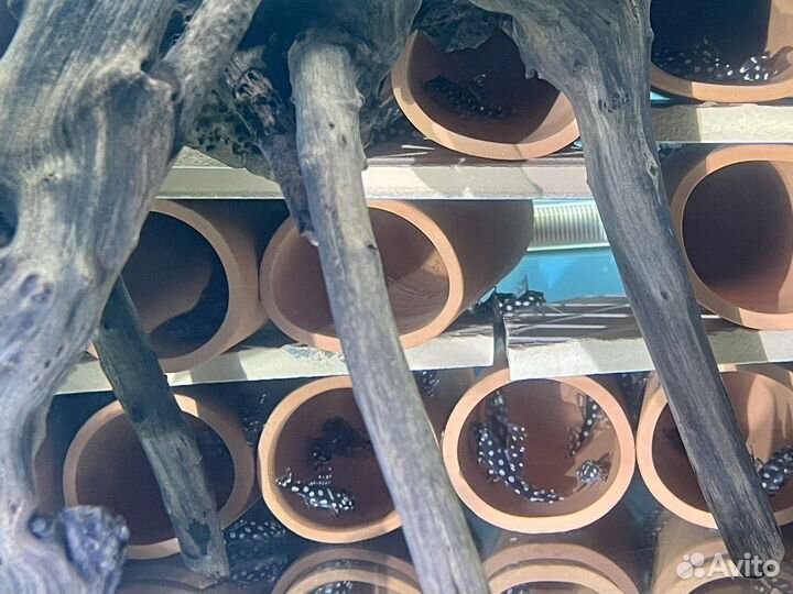 Номерные сомы L-201