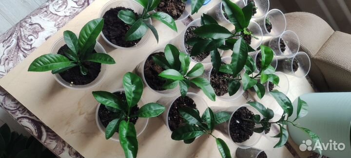 Мандариновое дерево 7 мес