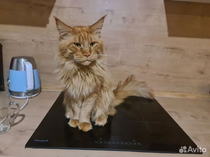 Мейн-кун вязка