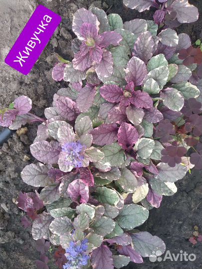 Бадан,живучка