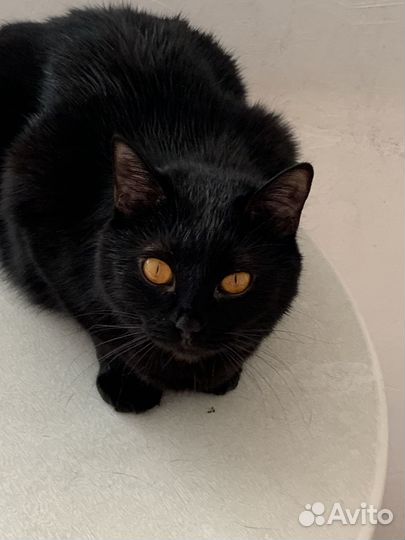 Кошечка Хани