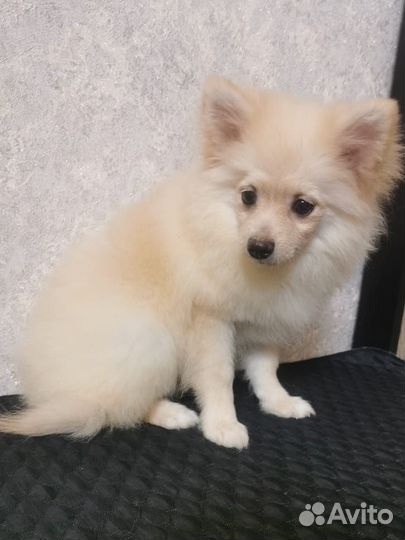 Немецкий шпиц