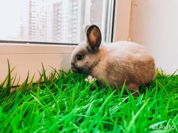 Мини карликовый кролик