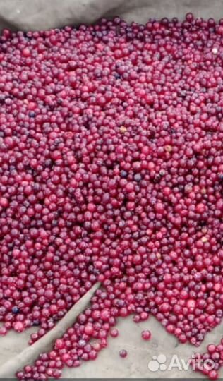 Октябрьская свежая клюква с Васюганских болот