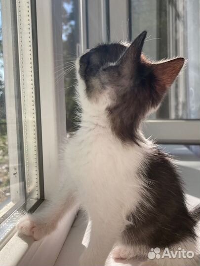 Котёнок девочка в добрые руки