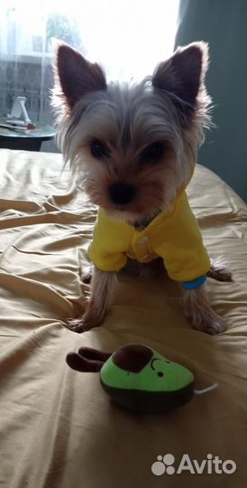 Йоркширский терьер мини бейби фейс,вязка мальчик