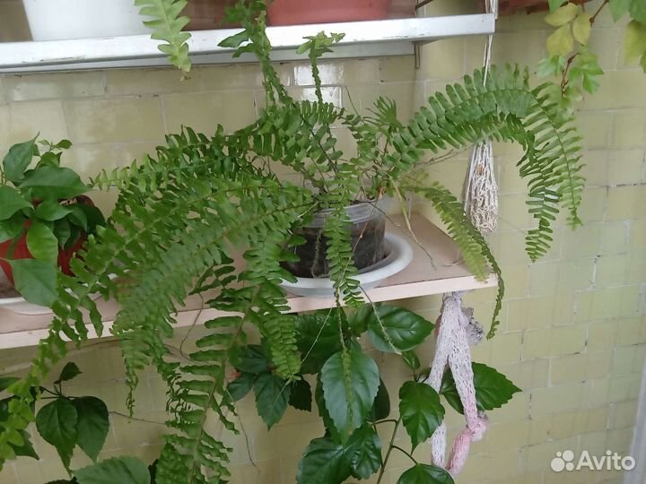 Папоротники.Сорта нефролепис др. Комнатные