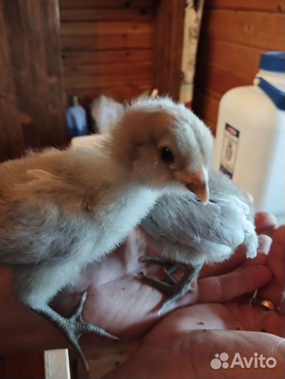 Цыплята амераукана