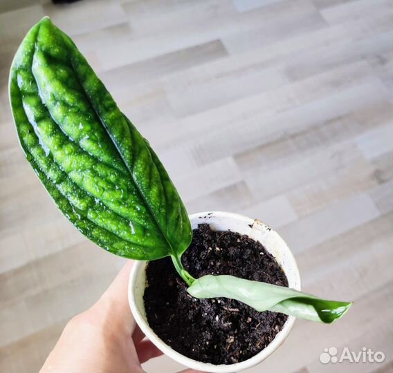 Сциндапсусы эпипремнумы разные