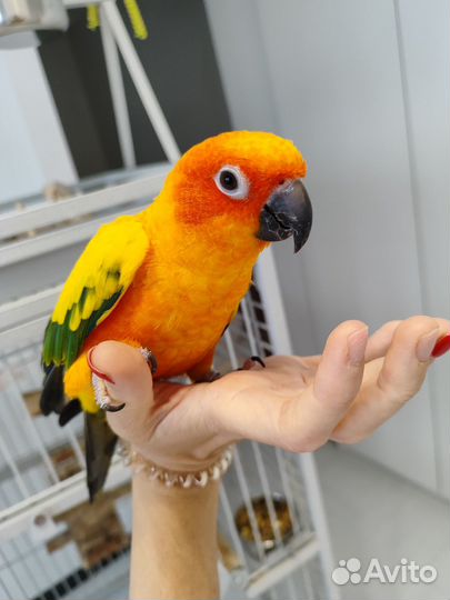 Попугай аратинга (пара)