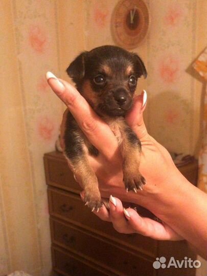 Продам мини той-терьер