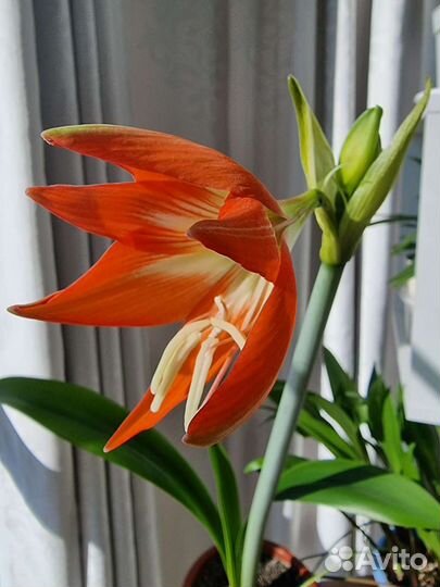 Гипераструм