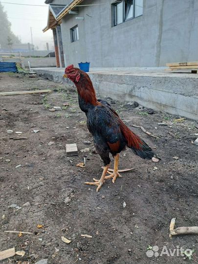 Бойцовский петух