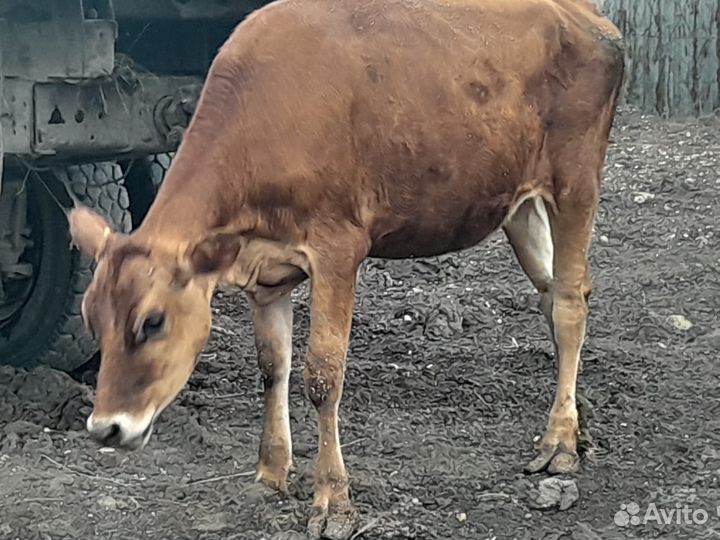 Джерсейская телочка