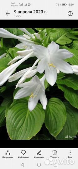 Хоста и ирисы