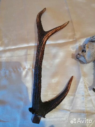 Рога косули для интерьера