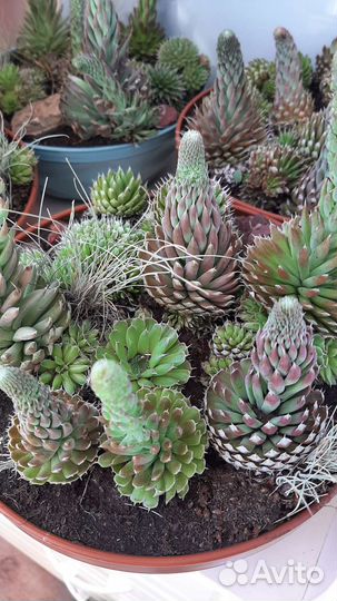 Суккуленты:каменная роза, горноколосник