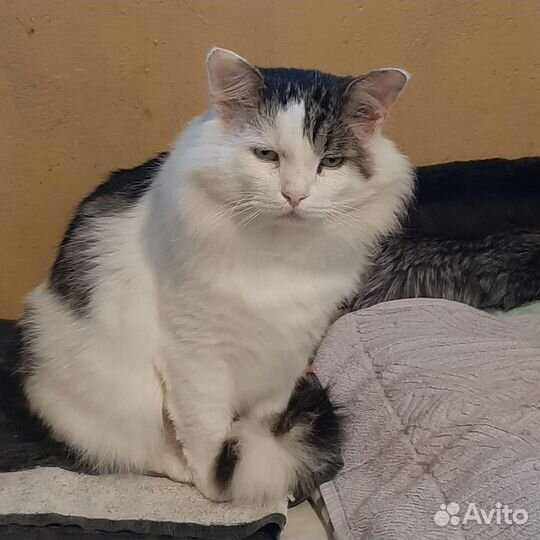 Кот Василий ищет дом