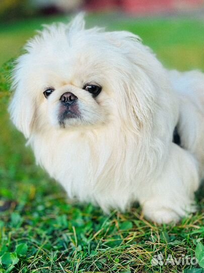 Вязка пекинес