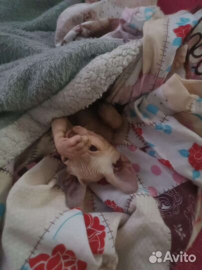 Кошка сфинкс