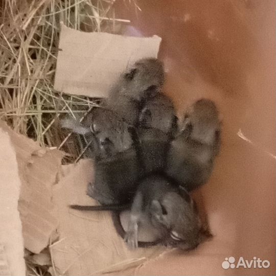 Чилийские белки дегу