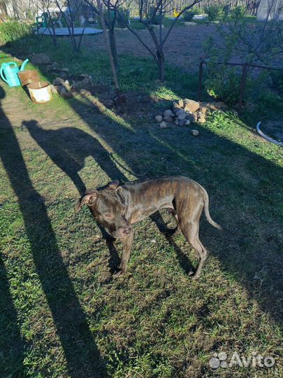 Питбуль в добрые руки