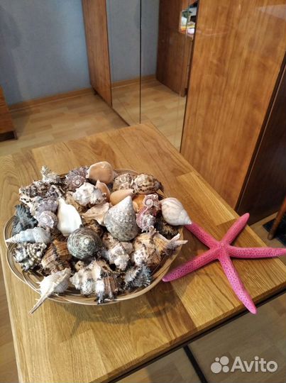 Морские ракушки раковины