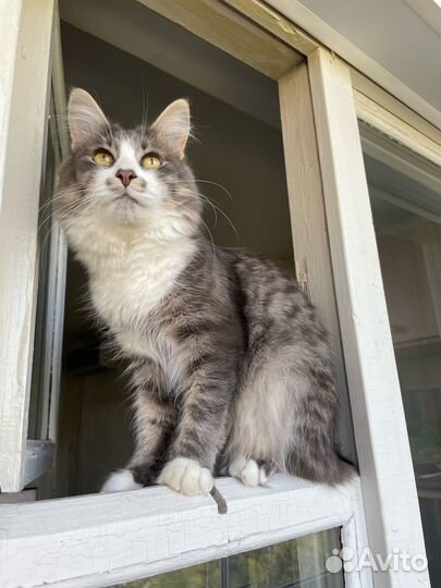 Котенок в добрые руки