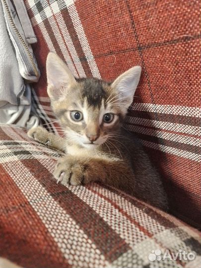 Абиссинские котята