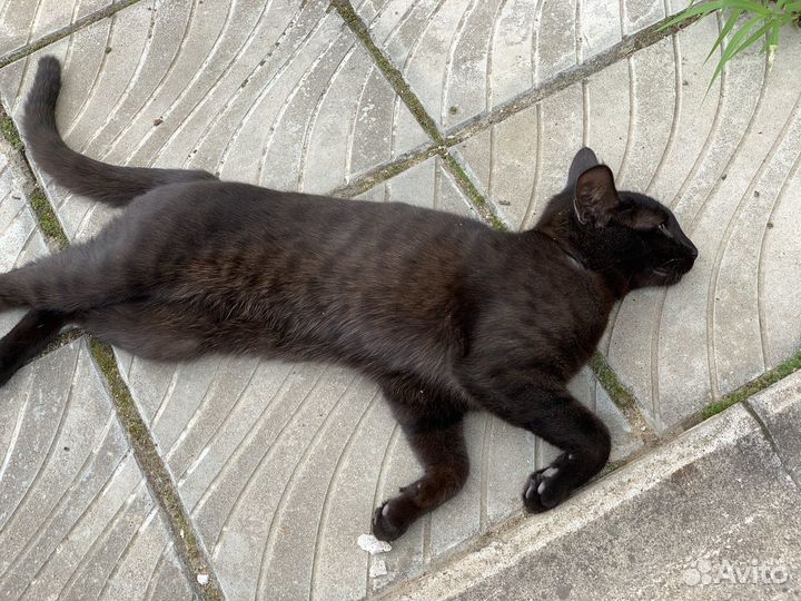 Кот в добрые руки