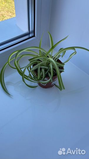 Хлорофитум кудрявый Бонни