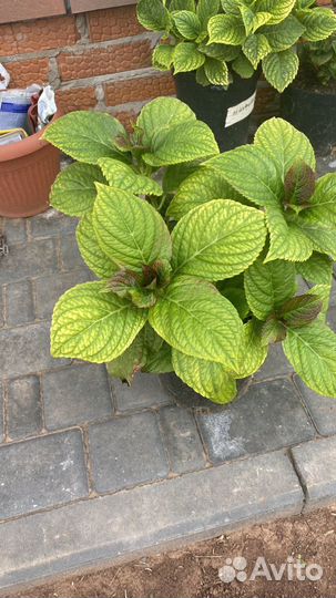 Гортензия крупнолистная