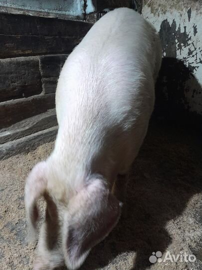 Хряк ландрас (обмен)