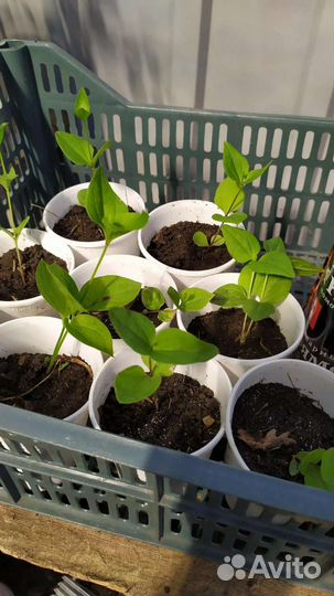 Клематис, Мята 2 сорта, мелиса