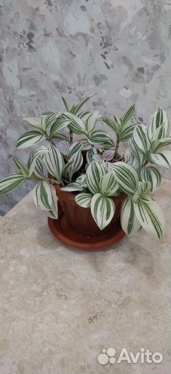 Традесканция