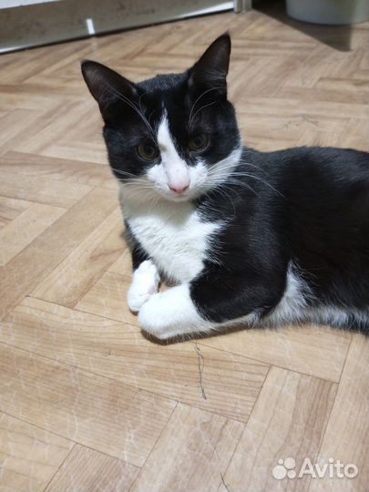 Кот вязка. Крысолов, привитый