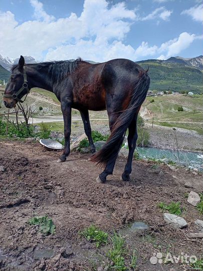 Карачаевский жеребец