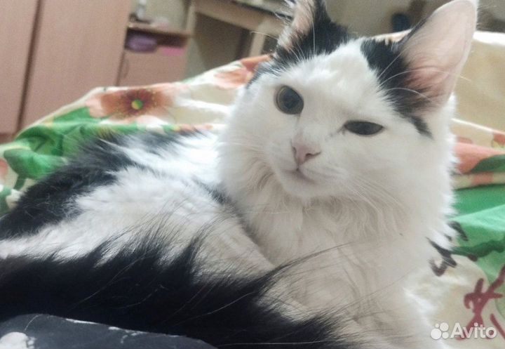 Отдам кота в добрые руки