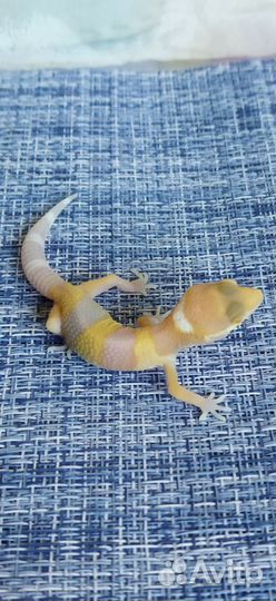 Геккон эублефар